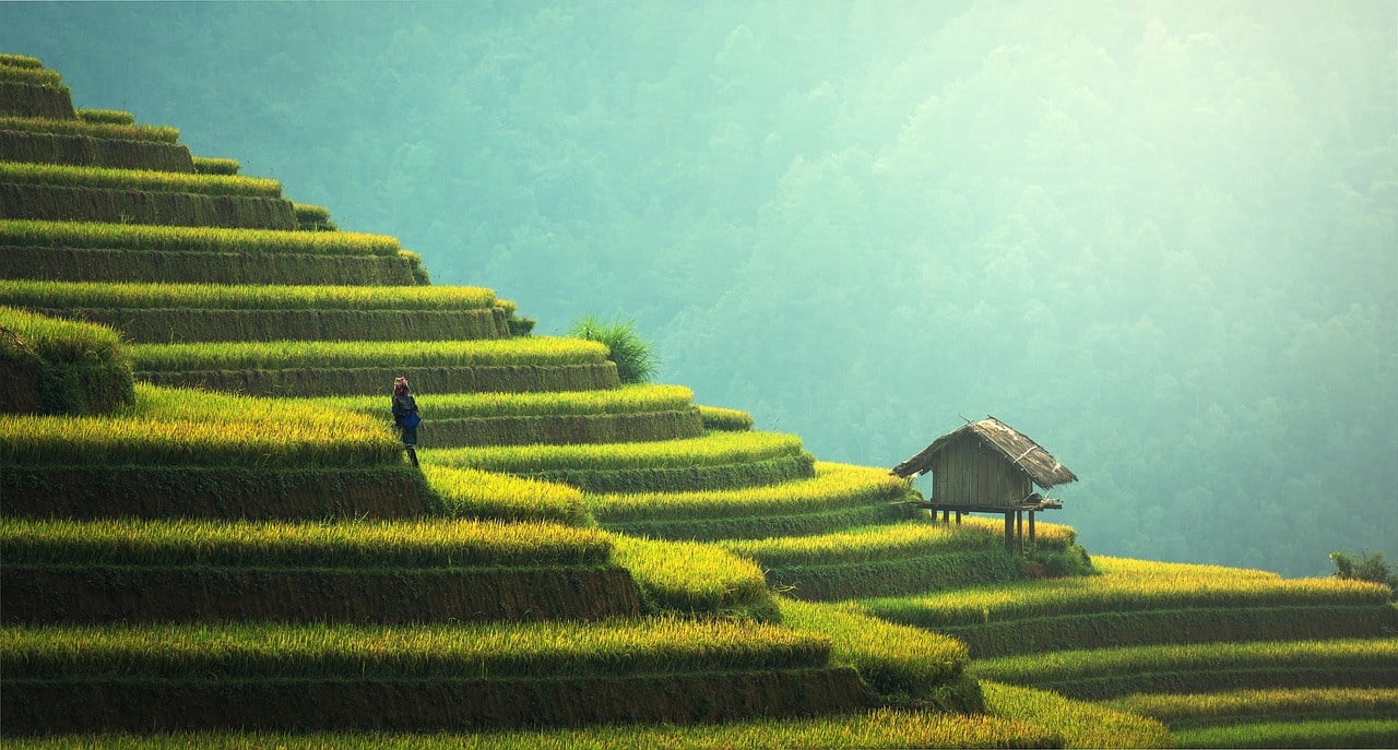 חקלאות בתאילנד